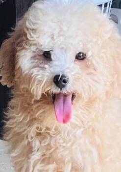 Miniature Poodle Dogs Available for Adoption - Benji  | PetCurious