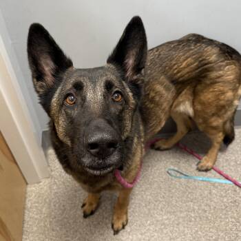 Freya - Local Girl -  German Shepherd Dog Dog for Adoption in Andover, Massachusetts - Freya - Local Girl | PetCurious