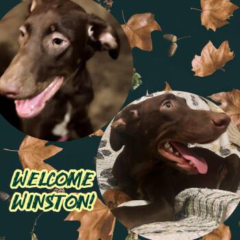 Rescue Chocolate Labrador Retriever and Black And Tan Coonhound Dogs for Adoption in Cincinnati, Ohio - Winston | PetCurious