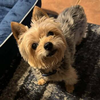 Yorkshire Terrier Dogs Available for Adoption in Marana, Arizona - LulaBelle | PetCurious