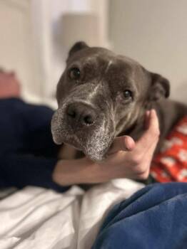 American Bulldog Dogs Available for Adoption - Sky | PetCurious