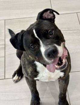Mack - 2 -  American Staffordshire Terrier and Mixed Breed Dog for Adoption in Daytona Beach, Florida - Mack - 2 | PetCurious