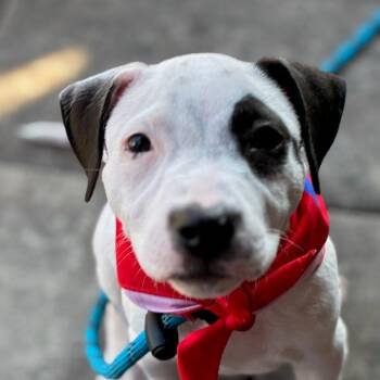Oreo -  American Staffordshire Terrier Dog for Adoption in Myrtle Beach, South Carolina - Oreo | PetCurious