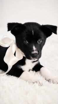 PRISSY -  Siberian Husky and Great Pyrenees Dog for Adoption in Nahunta, Georgia - PRISSY | PetCurious