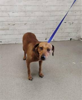 KENNY -  Beagle and Mixed Breed Dog for Adoption in San Bernardino, California - KENNY | PetCurious