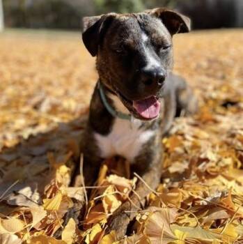 Rescue Mixed Breed Dogs for Adoption in Springfield, Missouri - Hickory - PUPS For PAROLE GRADUATE | PetCurious