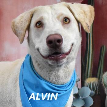 Alvin -  Labrador Retriever and Mixed Breed Dog for Adoption in Yuma, Arizona - Alvin | PetCurious