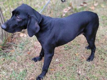Rescue Black Labrador Retriever Dogs for Adoption in Killingworth, Connecticut - Ciri | PetCurious
