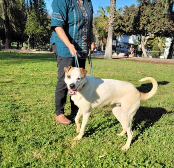 Mixed Breed Dogs Available for Adoption - Mickey | PetCurious