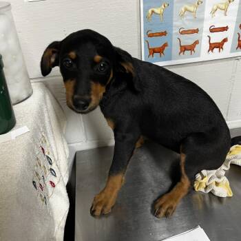 Poodle and Wirehaired Dachshund Dogs Available for Adoption in Birmingham, Alabama - Mermaid | PetCurious