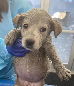 Mixed Breed Dogs Available for Adoption - SUE ELLEN | PetCurious