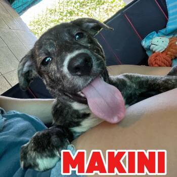 MAKINI -  American Staffordshire Terrier and Labrador Retriever Dog for Adoption in Hampton, Virginia - MAKINI | PetCurious
