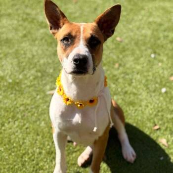Terrier and American Staffordshire Terrier Dogs Available for Adoption in Corsicana, Texas - Harmony | PetCurious