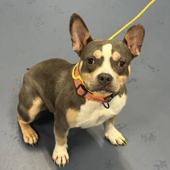 French Bulldog and Mixed Breed Dogs Available for Adoption in Greensboro, North Carolina - MAYBELL | PetCurious