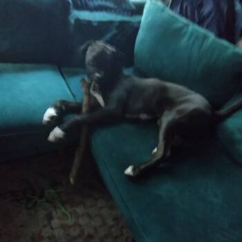 Barbas -  Pit Bull Terrier and German Shorthaired Pointer Dog for Adoption in Dallas, Texas - Barbas | PetCurious