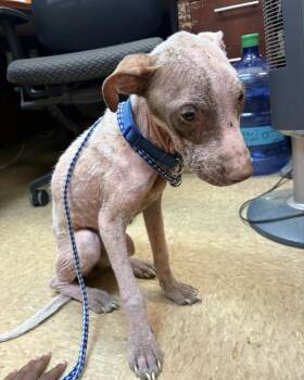 Cocoa -Sweet neglected deaf baby looking for love & kindness. -  Mixed Breed Dog for Adoption in Conway, South Carolina - Cocoa -Sweet Neglected Deaf Baby Looking For Love & Kindness. | PetCurious