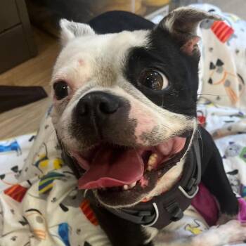 Trixie 14185 -  Boston Terrier Dog for Adoption in San Francisco, California - Trixie 14185 | PetCurious