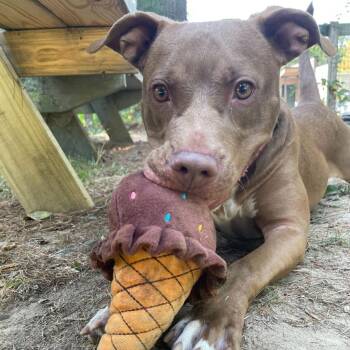 Fable -  Pit Bull Terrier and Mixed Breed Dog for Adoption - Fable | PetCurious