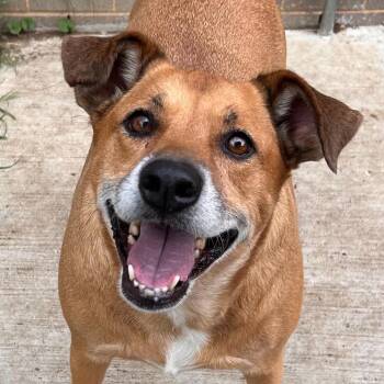 Dixie -  Labrador Retriever Dog for Adoption in The Colony, Texas - Dixie | PetCurious