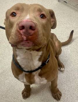 Rescue Pit Bull Terrier Dogs for Adoption in Lima, Ohio - Edgar | PetCurious