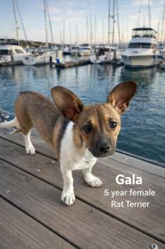Rat Terrier Dogs Available for Adoption - GALA  – 5 MONTH FEMALE RAT TERRIER | PetCurious