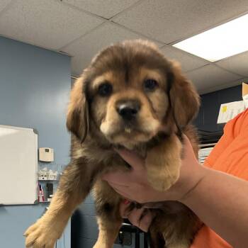 Mixed Breed Dogs Available for Adoption - Shade | PetCurious