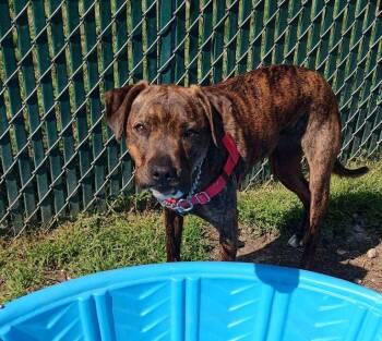 Hound Dogs Available for Adoption in Middle Township, New Jersey - Nova | PetCurious