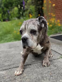English Bulldog Dogs Available for Adoption in Kimberlin Heights, Tennessee - Mocha (aka Pickles) | PetCurious