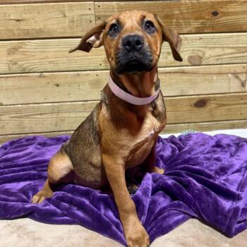 Orion -  Mixed Breed Dog for Adoption in Wappingers Falls, New York - Orion | PetCurious