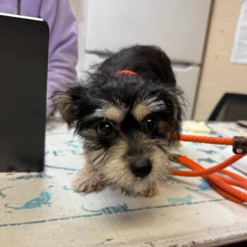 YORK-Stray-16791 -  Terrier Dog for Adoption in York, Pennsylvania - YORK-Stray-16791 | PetCurious