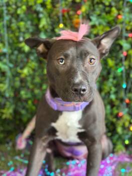 Maya-One of our Amazing Rescue Dogs -  American Staffordshire Terrier and Black Labrador Retriever Dog for Adoption in Carlsbad, California - Maya-One Of Our Amazing Rescue Dogs | PetCurious