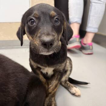 Reyna -  Labrador Retriever and Hound Dog for Adoption in Troy, Virginia - Reyna | PetCurious
