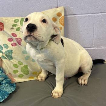 Squash -  American Bully and American Staffordshire Terrier Dog for Adoption in Bardstown, Kentucky - Squash | PetCurious