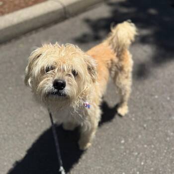 Louie -  Maltese and Mixed Breed Dog for Adoption in Newberg, Oregon - Louie | PetCurious