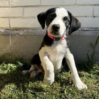 Purdy -  Labrador Retriever and Wirehaired Terrier Dog for Adoption in La Grange, Kentucky - Purdy | PetCurious