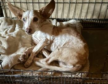Makaveli -  Chihuahua and Dachshund Dog for Adoption in Tucson, Arizona - Makaveli | PetCurious