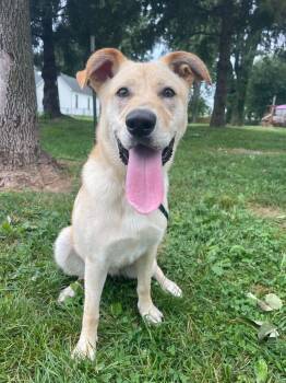 Bonita -  Labrador Retriever Dog for Adoption in Springfield, Illinois - Bonita | PetCurious