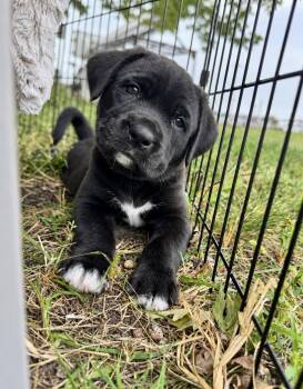 Cinna -  Collie and Retriever Dog for Adoption in Skyline, Minnesota - Cinna | PetCurious