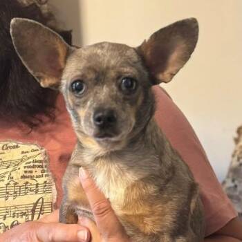 Jalapeno -  Chihuahua Dog for Adoption in Matthews, North Carolina - Jalapeno | PetCurious