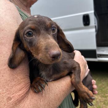 Butterfinger -  Dachshund Dog for Adoption in Blue Springs, Missouri - Butterfinger | PetCurious