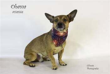 OBAMA -  Chihuahua and Mixed Breed Dog for Adoption in Thousand Palms, California - OBAMA | PetCurious