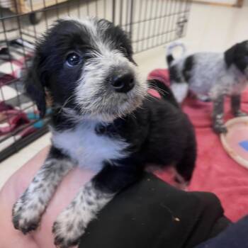 Harvey -  Cattle Dog Dog for Adoption in West Jefferson, Ohio - Harvey | PetCurious