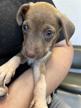 Sassy A219466 -  Pit Bull Terrier Dog for Adoption in Plano, Texas - Sassy A219466 | PetCurious