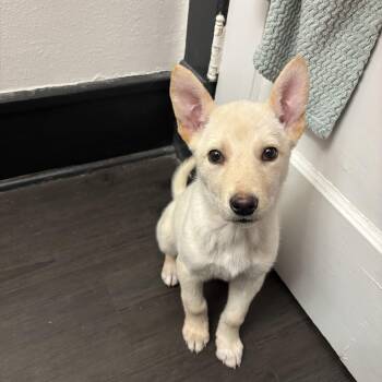 Mixed Breed Dogs Available for Adoption - Bambi | PetCurious