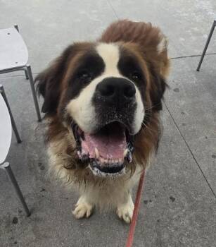 Winston -  Saint Bernard Dog for Adoption in Philadelphia, Pennsylvania - Winston | PetCurious