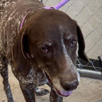 112249 -  Mixed Breed Dog for Adoption in Las Cruces, New Mexico - 112249 | PetCurious