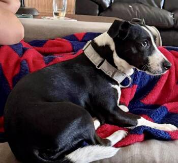 Rat Terrier and Chihuahua Dogs Available for Adoption in Anna, Texas - Maple | PetCurious