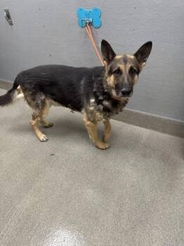 LONESTAR -  German Shepherd Dog Dog for Adoption in Las Vegas, Nevada - LONESTAR | PetCurious