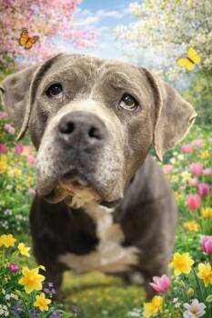 Mixed Breed Dogs Available for Adoption - Rasputia  | PetCurious