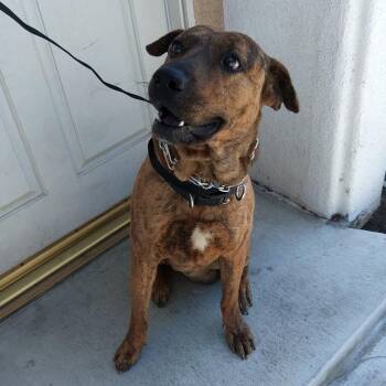 Sushi -  Shepherd Dog for Adoption in San Gabriel, California - Sushi | PetCurious